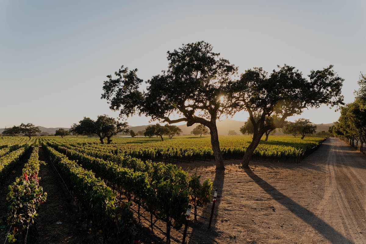 Firestone Winery Los Olivos, CA Tock