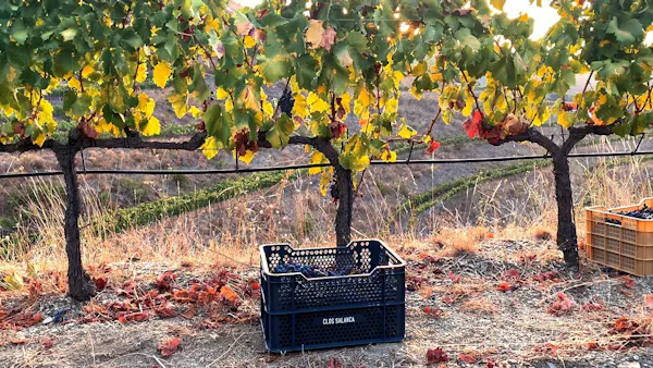yellow, agriculture, fruit, produce, grapes, vineyard