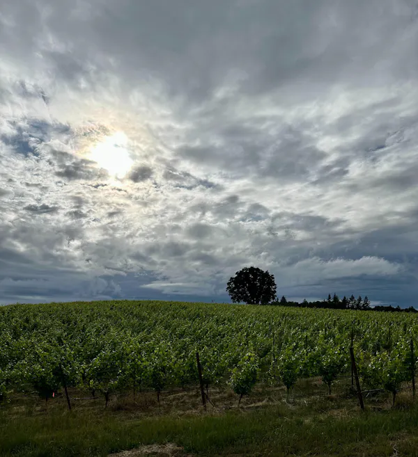 sky, cloud, daytime, horizon, cumulus, plain