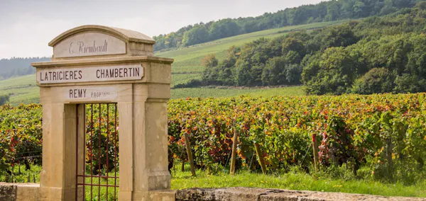 plantation, agriculture, field, vineyard, winery, farm