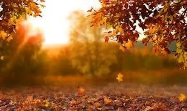 leaf, yellow, nature, red, orange, brown