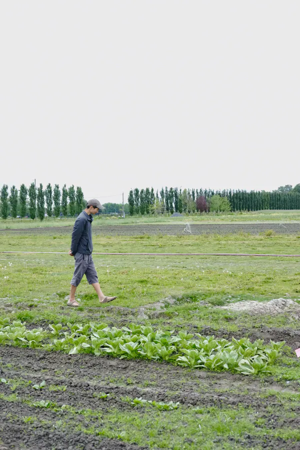 green, field, plain, agriculture, grassland, plantation