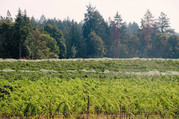 green, leaf, vegetation, agriculture, natural landscape, plantation