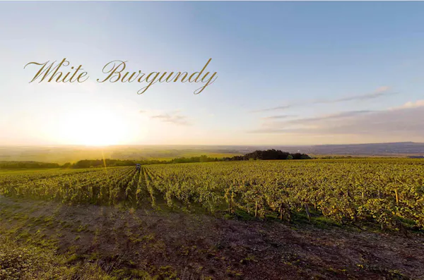 agriculture, field, plantation, crop, farm, vineyard