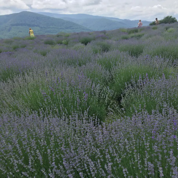 plants, field, groundcover, grasses, agriculture, meadow