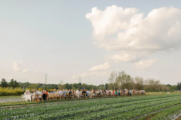 plain, field, agriculture, plantation, meadow, farm