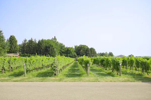 green, plantation, agriculture, plain, field, vineyard