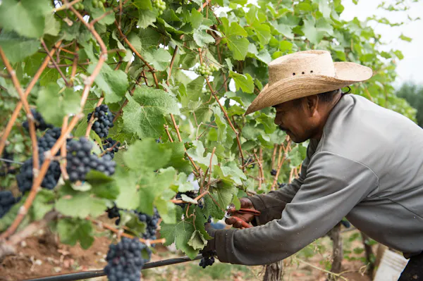 hat, farmworker, headgear, agriculture, sun hat, grapes
