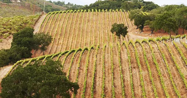 agriculture, plantation, field, rural area, plant community, soil