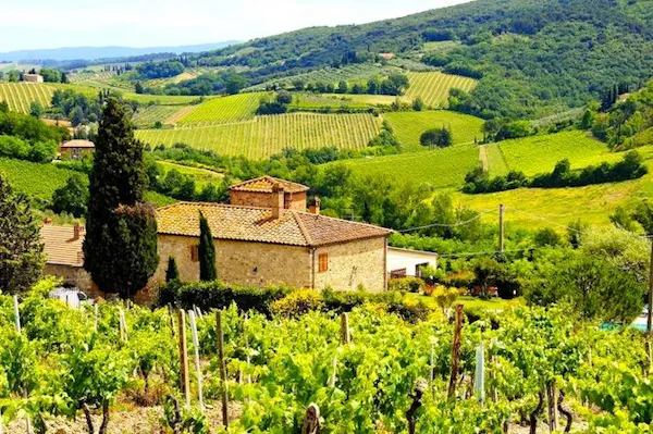agriculture, plantation, hill station, food, vineyard, grapevines