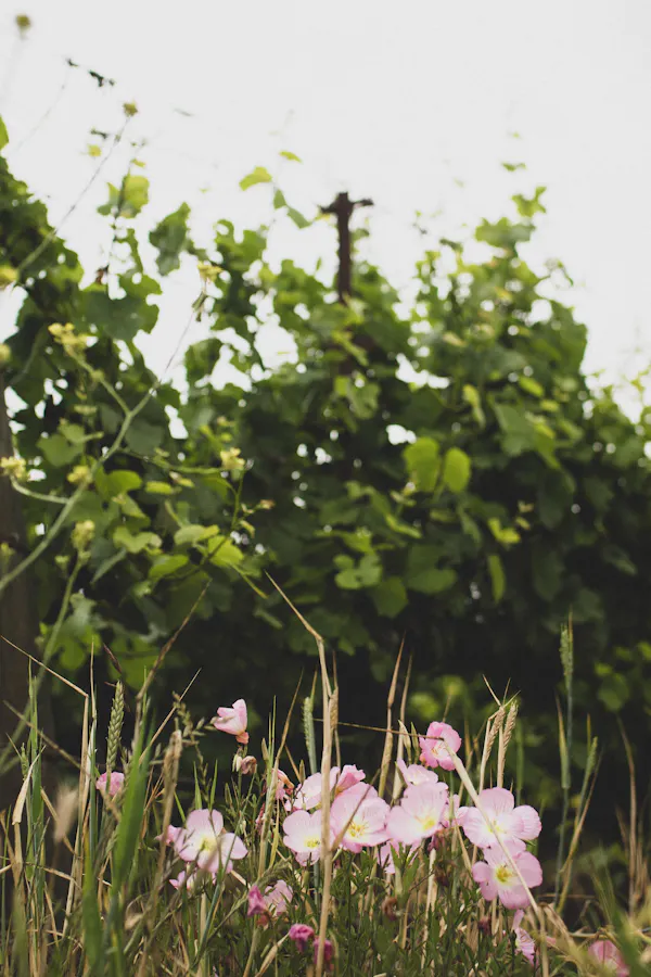 flower, green, plants, vegetation, petal, pink
