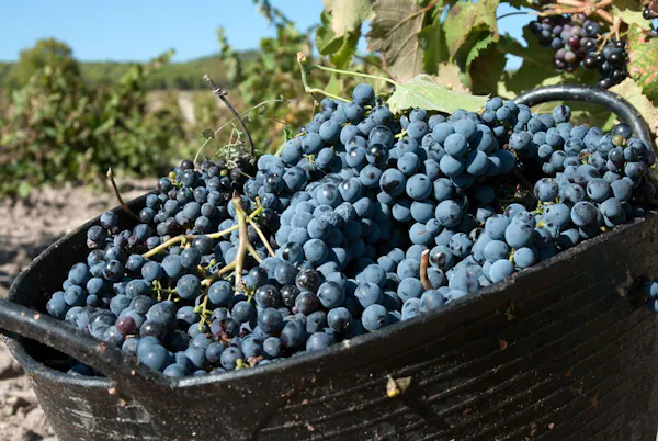 fruit, produce, food, grape, seedless fruit, natural foods