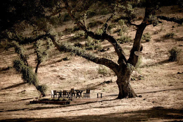 tree, branch, natural environment, nature, wood, trunk