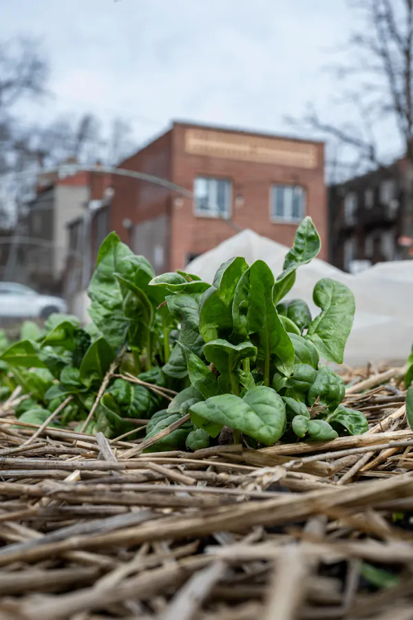 leaf vegetable, produce, natural foods, food, spinach