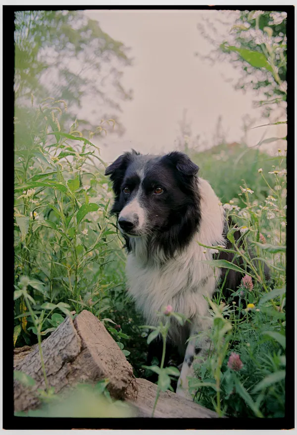 dog, carnivores, vertebrate, snout, black and white, working animal