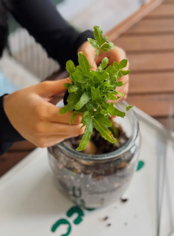 flowerpot, houseplant, fines herbes, plant stem, herb, leaf vegetable