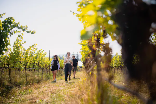 people in nature, spring, sunlight, agriculture, vineyard, plantation