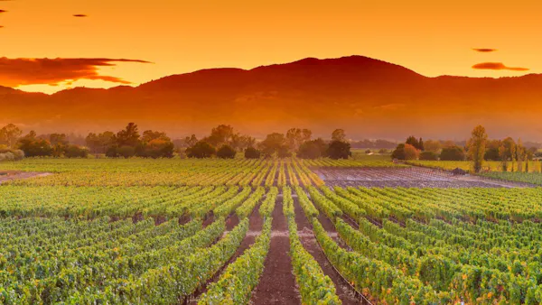 mountainous landforms, agriculture, hill, field, plantation, hill station