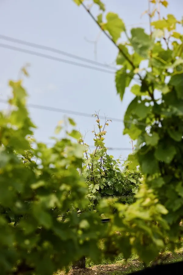 green, agriculture, sunlight, plantation, grapes, plant stem