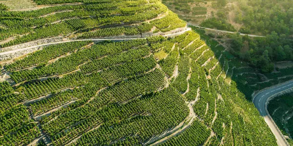 terrace, plantation, field, agriculture, bird's-eye view, aerial photography