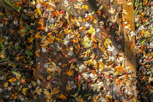 leaf, yellow, orange, brown, autumn, twig