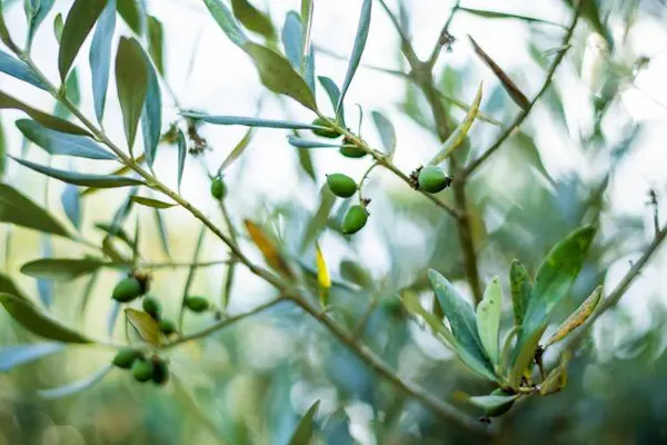 branch, twig, terrestrial plant, grass, flowering plant, tree