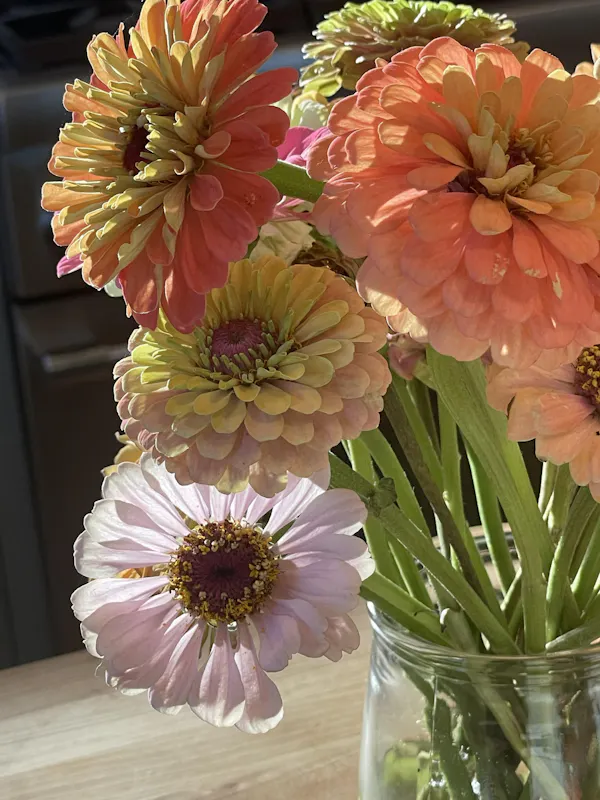 flower, petal, yellow, pink, cut flowers, floristry
