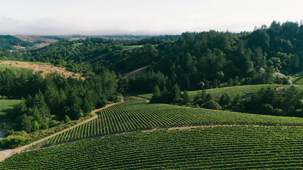 green, natural landscape, plantation, agriculture, highland, hill