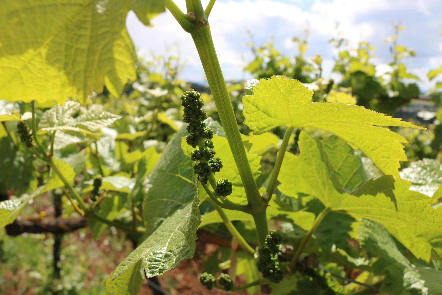 Willamette Valley Vineyards Lake Oswego Lake Oswego, OR Tock