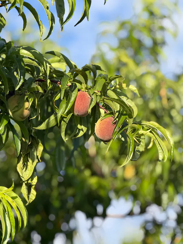 fruit tree, fruit, food, produce, woody plant, natural foods
