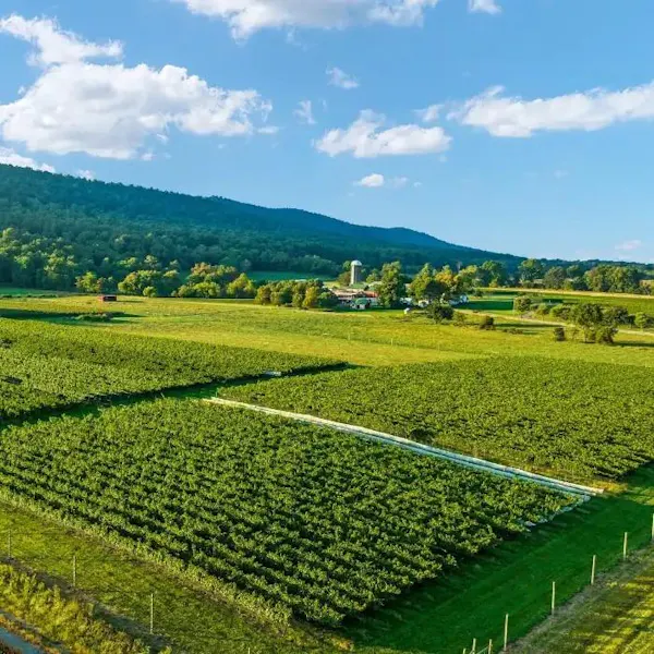 green, agriculture, plantation, plain, field, landscape