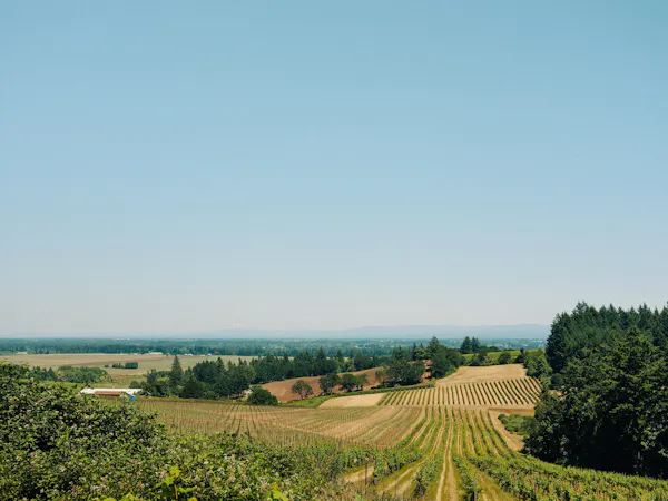 green, natural landscape, agriculture, plantation, field, plain