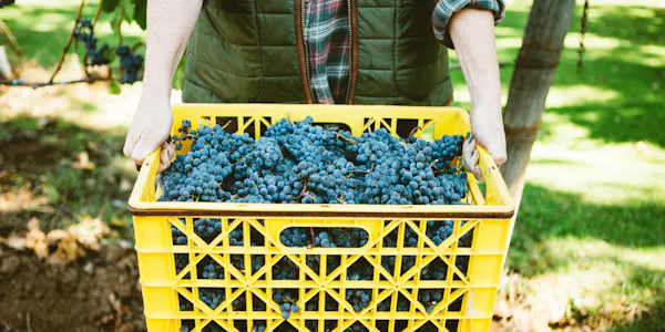fruit, produce, food, natural foods, grape, seedless fruit