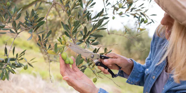 hand, plant, gesture, fruit, twig, terrestrial plant