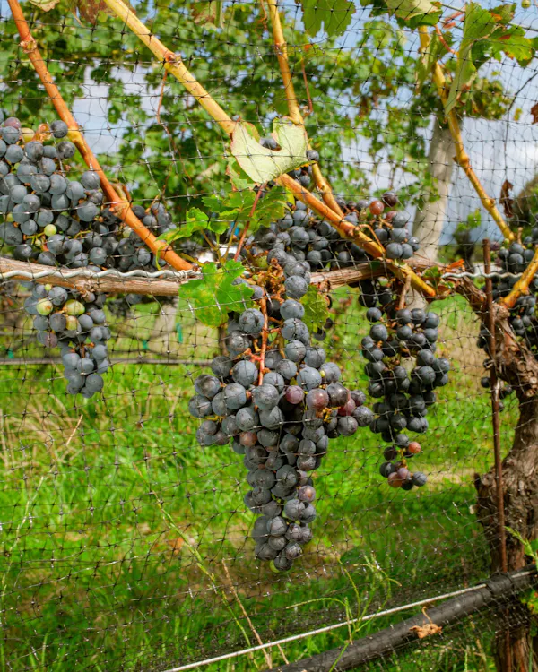 fruit, fruit tree, produce, seedless fruit, grape, food