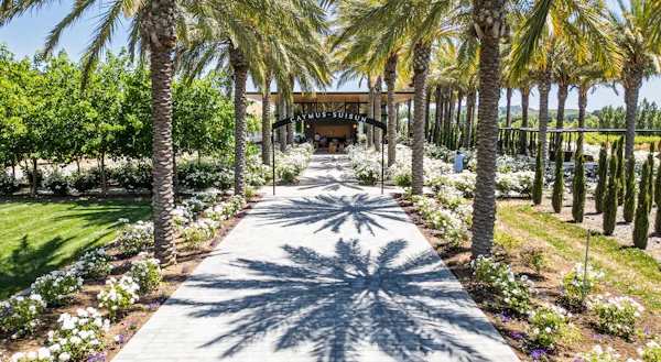 tree, plants, landscape, garden, walkway, shade