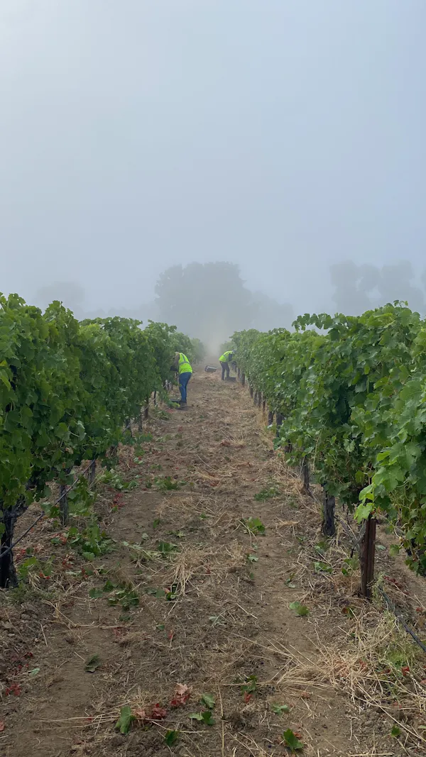plant, sky, atmospheric phenomenon, agriculture, fog, grape leaves