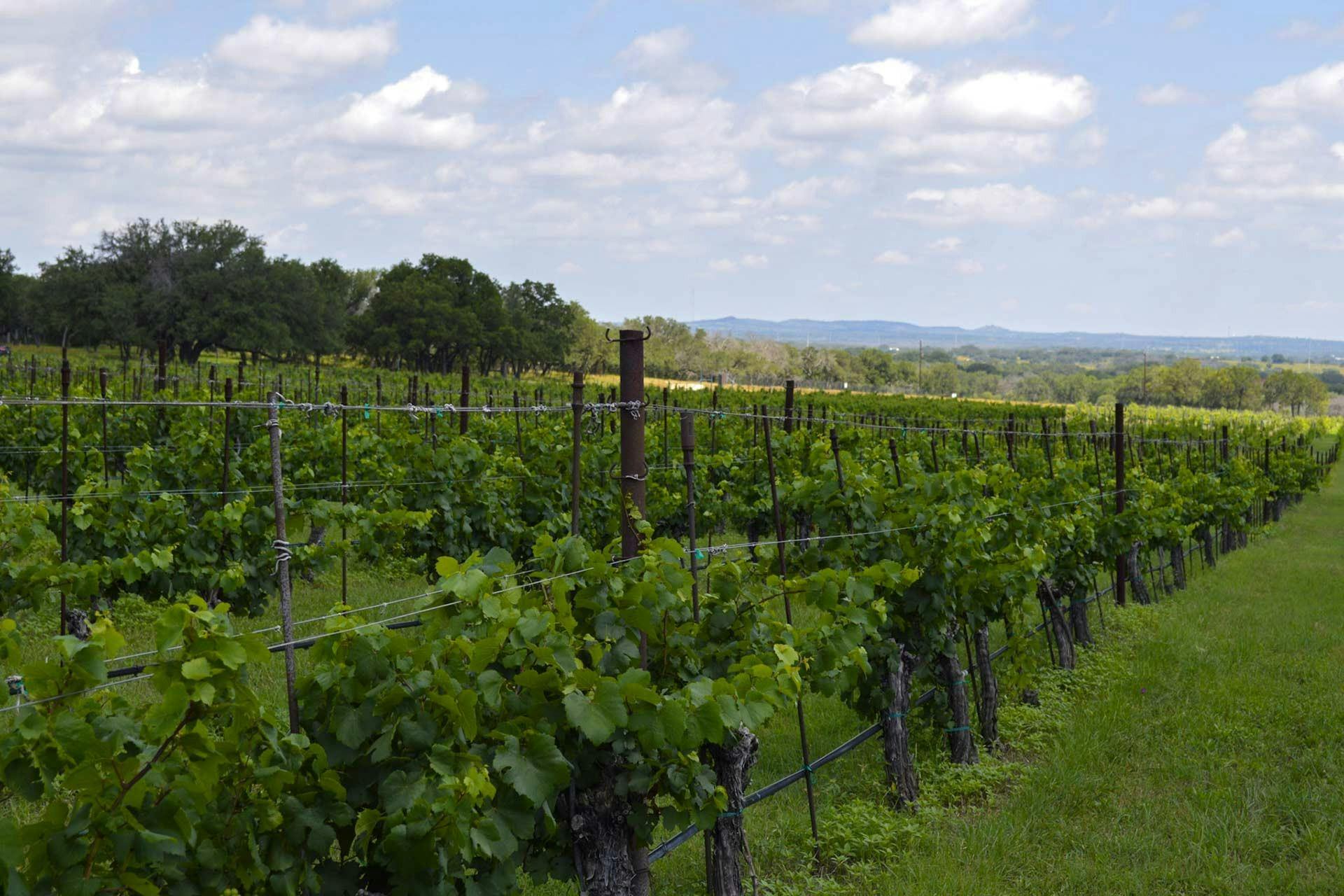 Texas Hills Vineyard