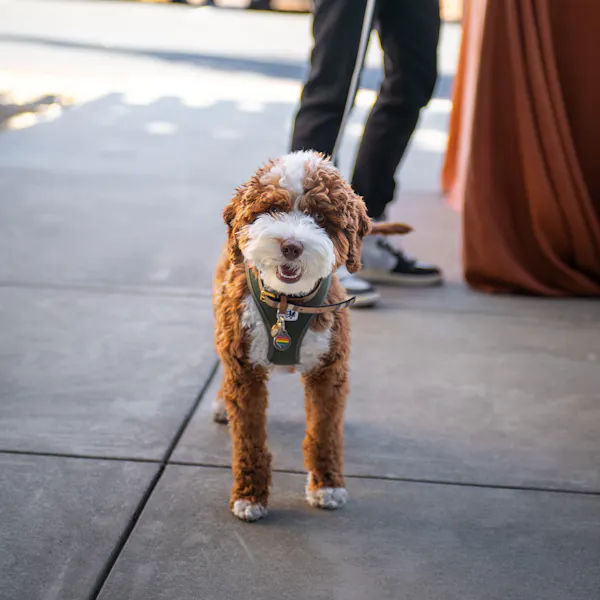 dog, carnivores, fur, pet supply, snout, collar