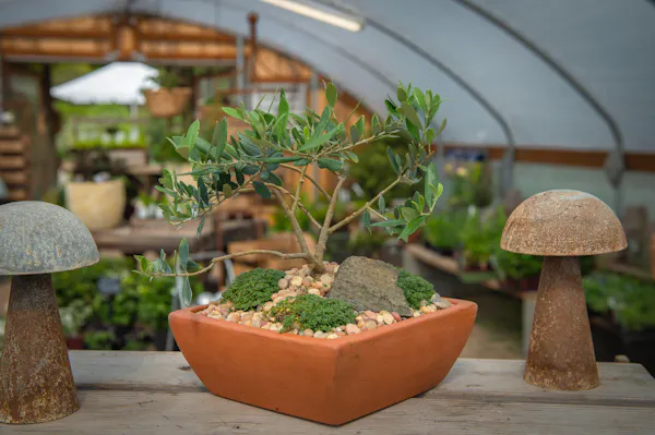 flowerpot, houseplant, natural material, bonsai