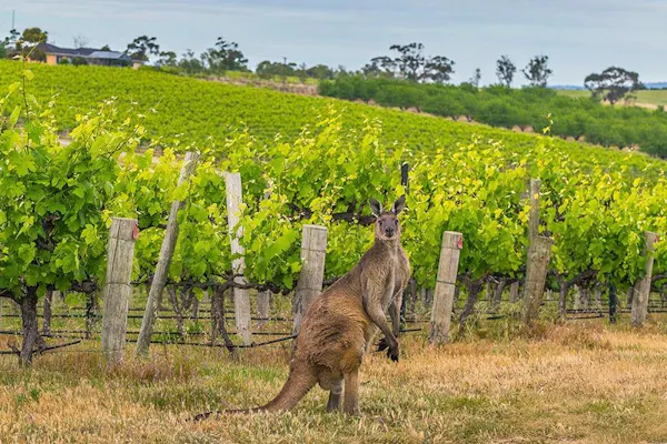 kangaroo, macropods, eastern grey kangaroo, field, agriculture, marsupial