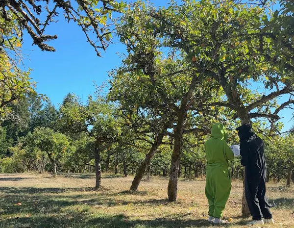 tree, leaf, branch, trunk, people in nature, woodland