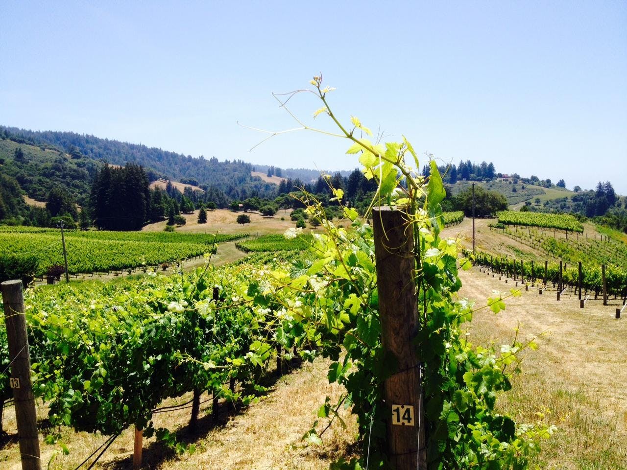 Windy Oaks Corralitos Estate Winery and Tasting Room