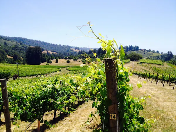 agriculture, vineyard, grape leaves, hill station, plant, rural area