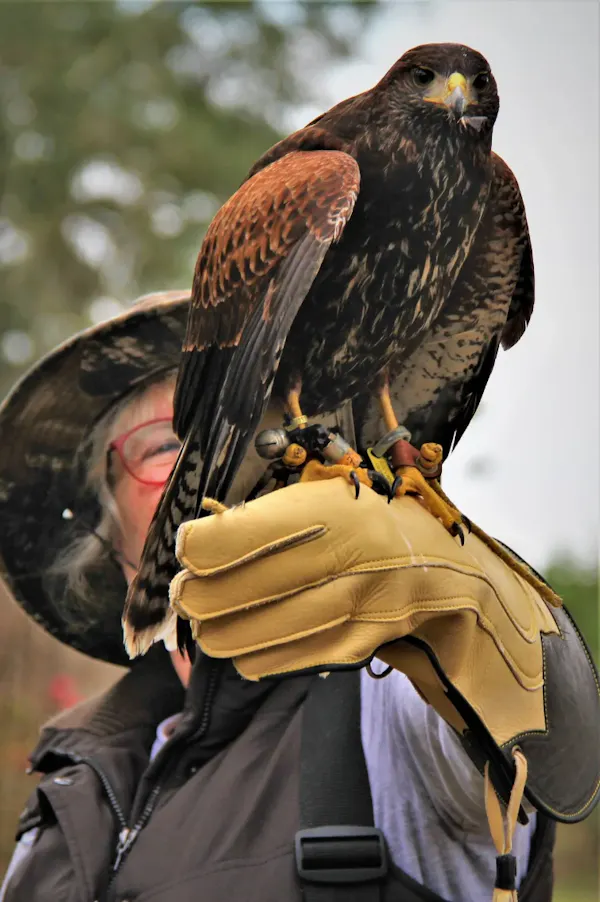 bird, accipitridae, bird of prey, beak, hawk, accipitriformes