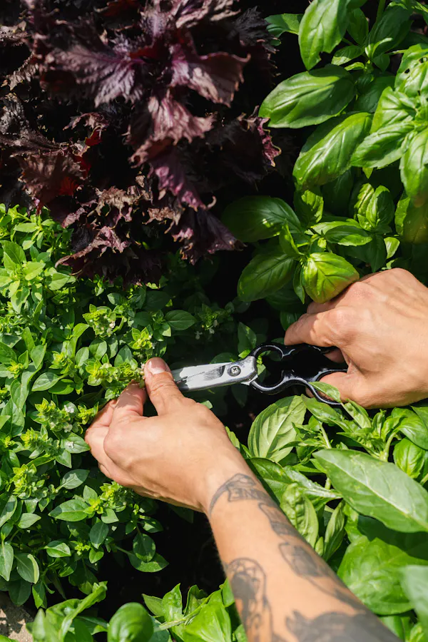 soil, leaf vegetable, fines herbes, herb, gardening