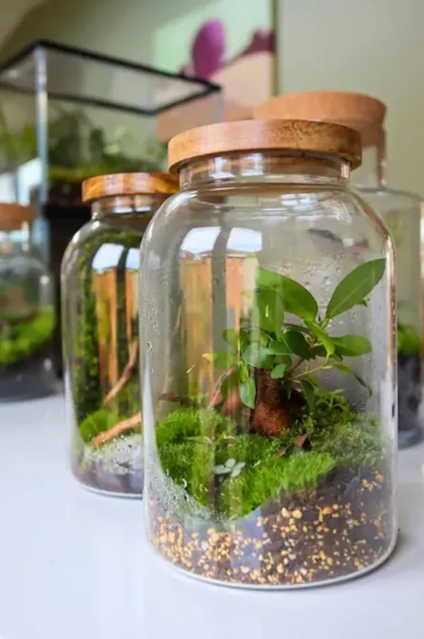 food storage containers, mason jar, glass, flowerpot, houseplant, glass bottle