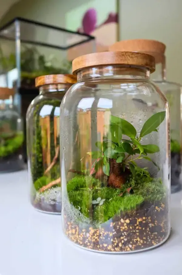 food storage containers, mason jar, glass, flowerpot, houseplant, glass bottle