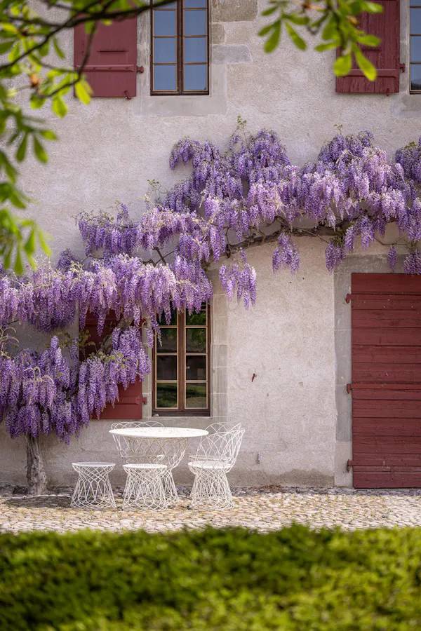wisteria, door, spring, purple, yard