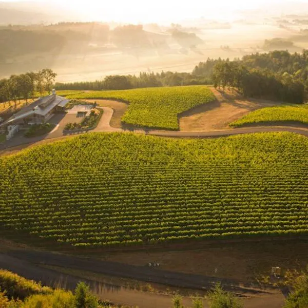 agriculture, plantation, field, crop, farm, vineyard